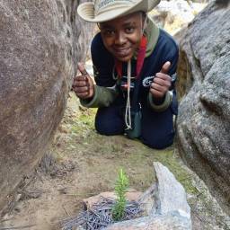 Planting cedar seedlings